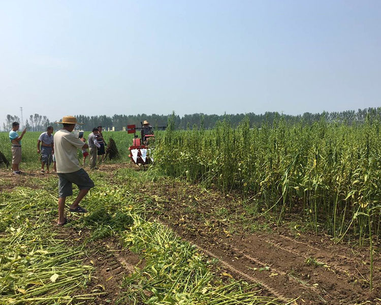收芝麻機(jī)器-小型芝麻收割機(jī)廠家