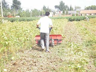 大豆專用收割機，黃豆割曬機